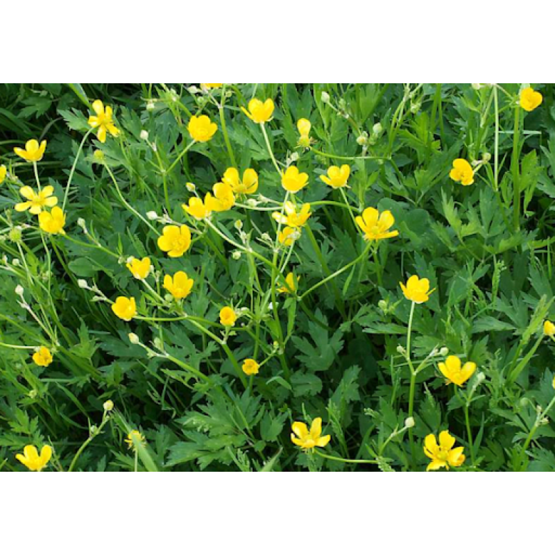 ЛЮТИК, ЖОВТЕЦЬ ПОВЗУЧИЙ, РАНУНКУЛЮС (дорослий кущ у технологічному горщику)