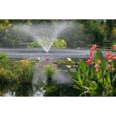 КАННА ВОДНА, АБРИКОСОВА КВІТКА (дорослий кущ у сітчастому горщику)