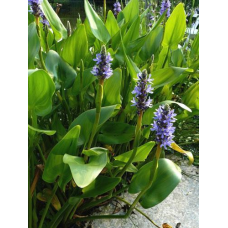 ПОНТЕДЕРІЯ СЕРЦЕЛИСТА (великий кущ у сітчастому горщику)