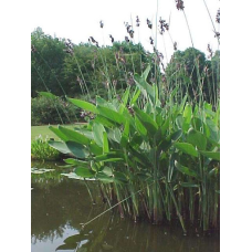 ТАЛІЯ ОПУДРЕНА (доросла рослина у сітчастому горщику)