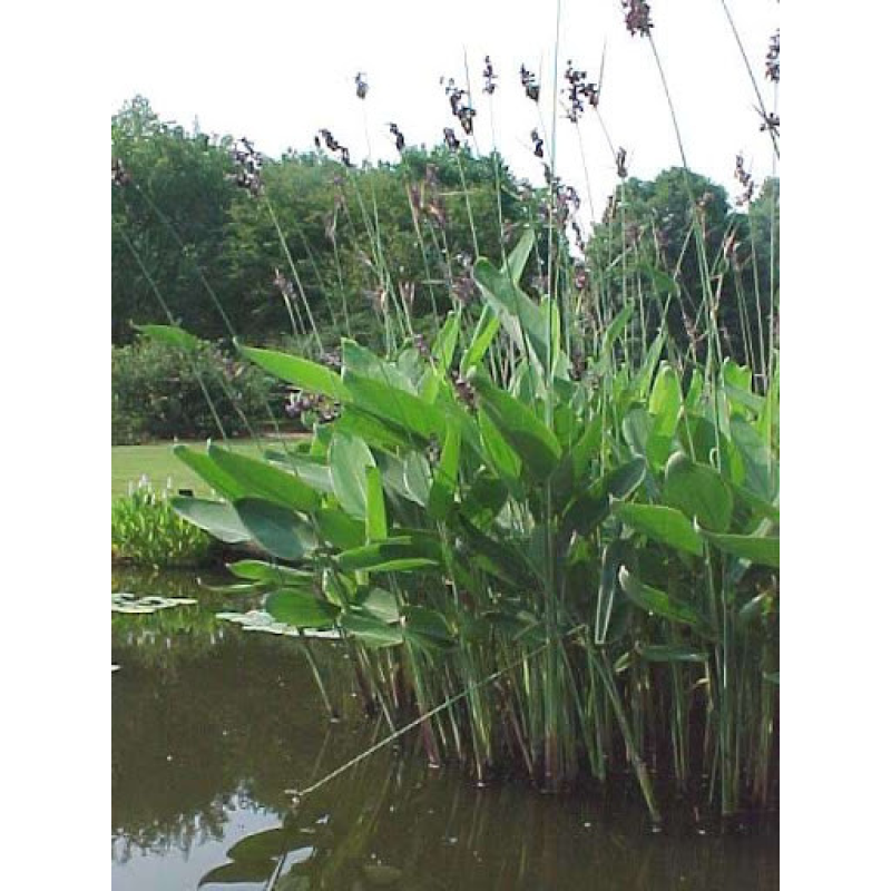 ТАЛІЯ ОПУДРЕНА (доросла рослина у сітчастому горщику)