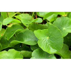 ЩИТОЛИСТНИК, ГІДРОКОТИЛЕ ЗВИЧАЙНИЙ для ставка і акваріуму (доросла рослина)