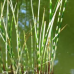 ОЧЕРЕТ ОЗЕРНИЙ СМУГАСТИЙ ЗЕБРИНА - рослина для міні ставка, водної клумби, ставочка у вазоні