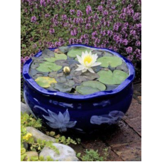 ЛАТАТТЯ, НІМФЕЯ “БІЛА МІНІ“ (дорослий кущ у сітчастому горщику)