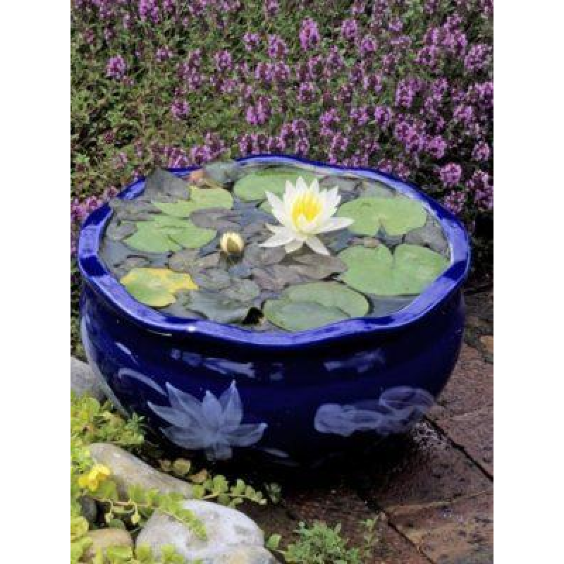 ЛАТАТТЯ, НІМФЕЯ “БІЛА МІНІ“ (дорослий кущ у сітчастому горщику)