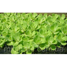 ВОДЯНИЙ САЛАТ, ПИСТІЯ, доросла рослина (середній розмір)