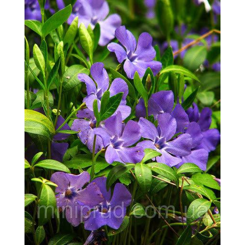 ВІЧНОЗЕЛЕНИЙ БАРВІНОК МАЛИЙ (дорослий кущ у технологічному горщику)