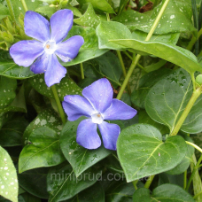 ВІЧНОЗЕЛЕНИЙ БАРВІНОК ВЕЛИКИЙ, блакитна квітка (різні розміри) (ТГ)