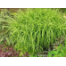 ОСОКА ПАЛЬМОЛИСТА ВАРІЄГАТНА - рослина для міні ставка, водної клумби, ставочка у вазоні