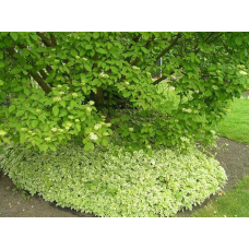 ЯГЛИЦЯ РЯБОЛИСТІ (різні розміри) (ТГ)