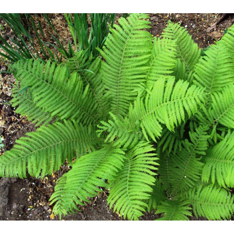 ПАПОРОТЬ САДОВА, СТРАУСНІК (різні розміри) (ТГ)