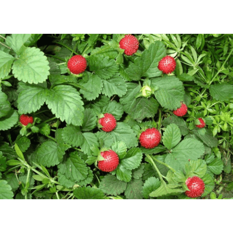 ДЮШЕНІЯ, ЛАПЧАТКА ВІЧНОЗЕЛЕНА, ІНДІЙСЬКА (дорослий кущ у технологічному горщику)