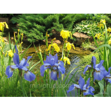 ІРИС ВЕРСИКОЛОР БЛАКИТНИЙ (різні розміри) (ТГ)