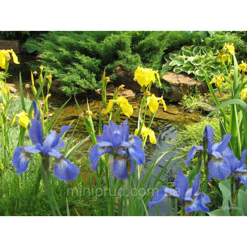 ІРИС ВЕРСИКОЛОР БЛАКИТНИЙ (різні розміри) (ТГ)