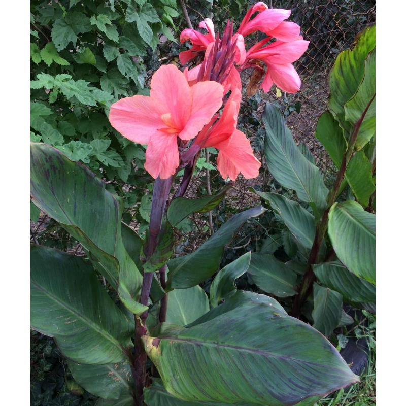 КАННА ВОДНА, СТРОКАТИЙ ЛИСТ РОЖЕВА КВІТКА (бульба дорослої рослини)