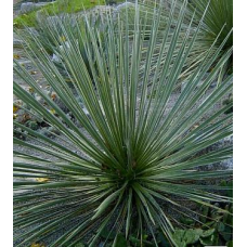 ЮККА КОРОЛІВСЬКА ВУЗЬКОЛИСТА ВІЧНОЗЕЛЕНА (дорослий кущ в технологічному горщику)