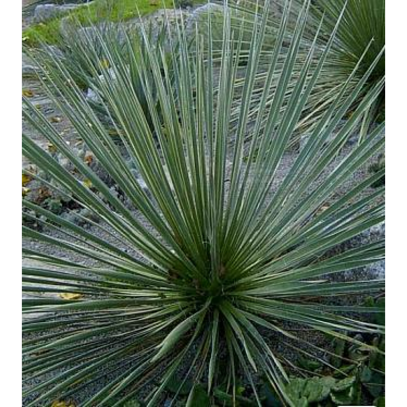 ЮККА КОРОЛІВСЬКА ВУЗЬКОЛИСТА ВІЧНОЗЕЛЕНА (дорослий кущ в технологічному горщику)