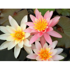 ЛАТАТТЯ, НІМФЕЯ “РОЗЕННІМФЕ“ (відросток з голим корінням)