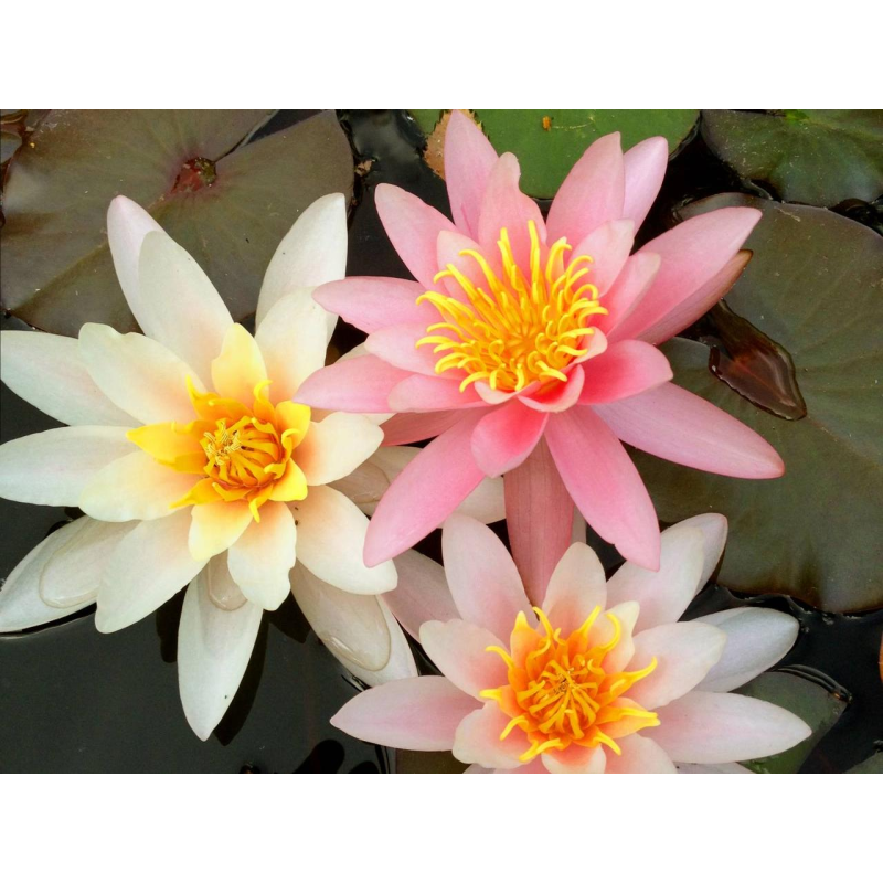 ЛАТАТТЯ, НІМФЕЯ “РОЗЕННІМФЕ“ (відросток з голим корінням)