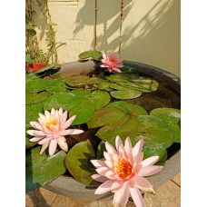 ЛАТАТТЯ, НІМФЕЯ “РОЗЕННІМФЕ“ (дорослий кущ в сітчастому горщику)