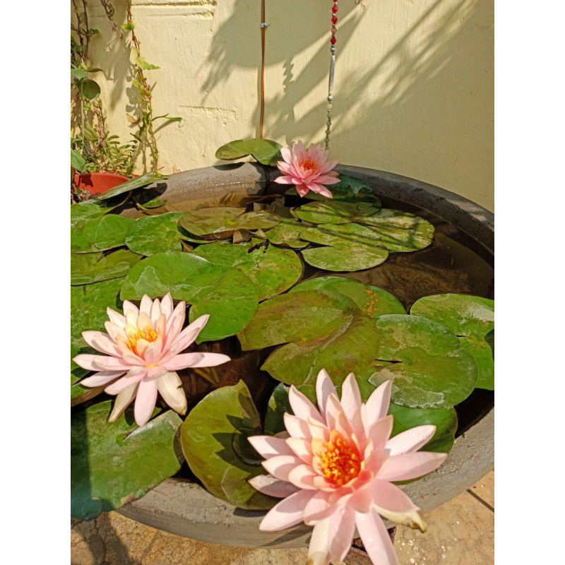 ЛАТАТТЯ, НІМФЕЯ “РОЗЕННІМФЕ“ (дорослий кущ в сітчастому горщику)