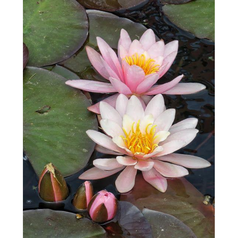 ЛАТАТТЯ, НІМФЕЯ “РОЗЕННІМФЕ“ (великий кущ у сітчастому горщику)