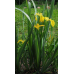 ІРИС БОЛОТЯНИЙ ЖОВТИЙ, ВОДЯНИЙ ПІВНИК - рослина для міні ставка, водної клумби, ставочка у вазоні