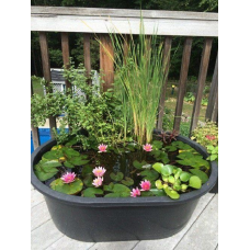 ЛАТАТТЯ, НІМФЕЯ “ЧЕРВОНА МІНІ“ (дорослий кущ в сітчастому горщику)