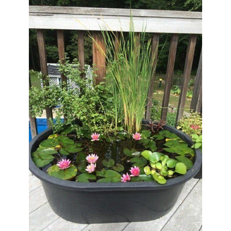 ЛАТАТТЯ, НІМФЕЯ “ЧЕРВОНА МІНІ“ (дорослий кущ в сітчастому горщику)