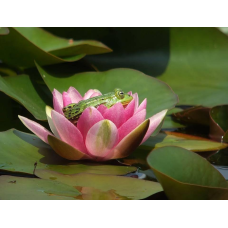 ЛАТАТТЯ, НІМФЕЯ “МЕТЕОР“ (відросток з голим корінням)