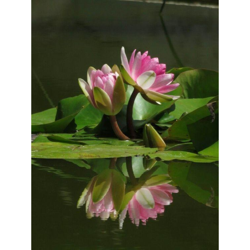 ЛАТАТТЯ, НІМФЕЯ “МЕТЕОР“ (дорослий кущ у сітчастому горщику)