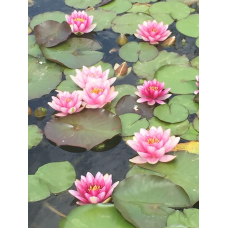 ЛАТАТТЯ, НІМФЕЯ “МЕТЕОР“ (великий кущ у сітчастому горщику)