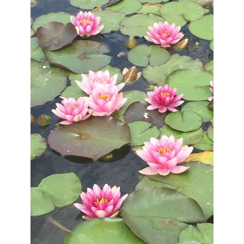 ЛАТАТТЯ, НІМФЕЯ “МЕТЕОР“ (великий кущ у сітчастому горщику)