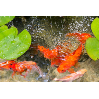 ЗОЛОТА РИБКА ДЛЯ СТАВКА - КОМЕТА, ВУАЛЕХВОСТА, ШУБУНКИН (8-12см)