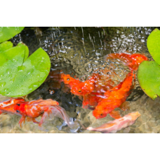 ЗОЛОТА РИБКА ДЛЯ СТАВКА - КОМЕТА, ВУАЛЕХВОСТА, ШУБУНКИН (8-12см)