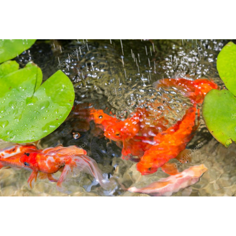 ЗОЛОТА РИБКА ДЛЯ СТАВКА - КОМЕТА, ВУАЛЕХВОСТА, ШУБУНКИН (8-12см)