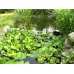 КОМПЛЕКТ “ВОДЯНИЙ ГІАЦИНТ + ПІСТІЯ“ - рослини для міні ставку, водної клумби, ставочка у вазоні