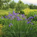 ІРИС СИБІРСЬКИЙ, ФІОЛЕТОВИЙ (доросла рослина в технологічному горщику)