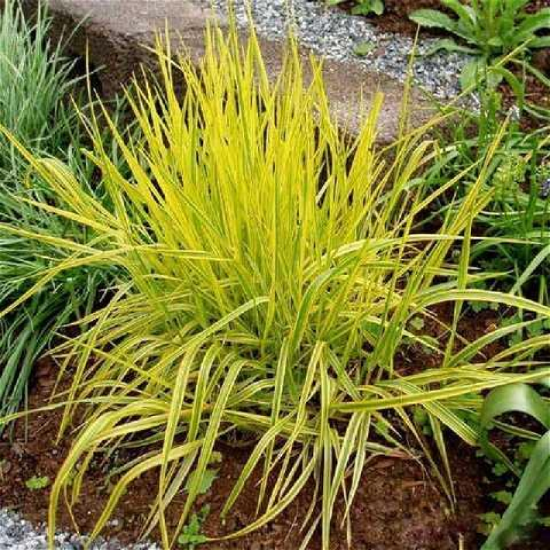 ПЕННІСЕТУМ, ЛИСОХВІСТ ВАРІЄГАТА AUREA  (дорослий кущ у технологічному горщику)