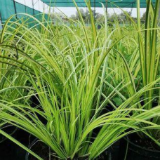 АІР ЗЛАКОВИЙ ВАРІЄГАТНИЙ “ОGON“ (дорослий кущ в технологічному горщику)