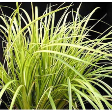 АІР ЗЛАКОВИЙ ВАРІЄГАТНИЙ “ОGON“ (великий кущ у сітчастому горщику)