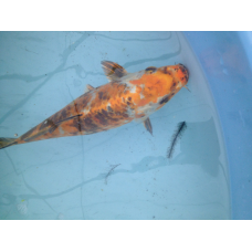 КОНСУЛЬТАЦІЇ І ДОПОМОГА В РЕШЕНІ ПРОБЛЕМ З МІСТАННЯМ РИБИ