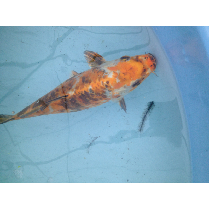 КОНСУЛЬТАЦІЇ І ДОПОМОГА В РЕШЕНІ ПРОБЛЕМ З МІСТАННЯМ РИБИ