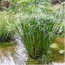 ЦИПЕРУС (великий кущ у сітчастому горщику)