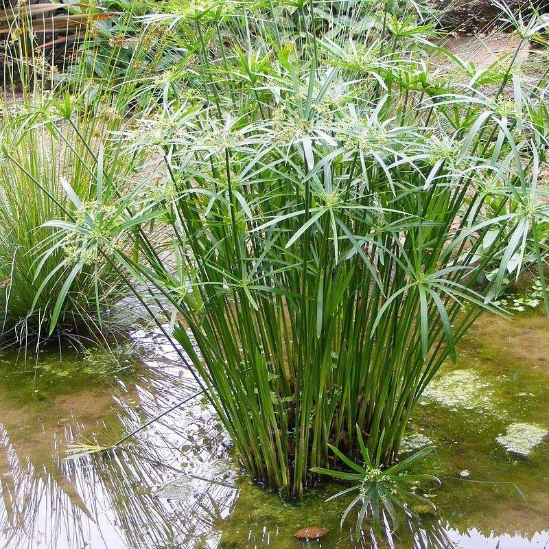 ЦИПЕРУС (великий кущ у сітчастому горщику)