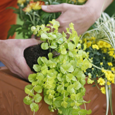 ВЕРБОЗІЛЛЯ МОНЕТЧАСТЕ ЗОЛОТИСТЕ AUREUM (дорослий кущ в технологічному горщику)