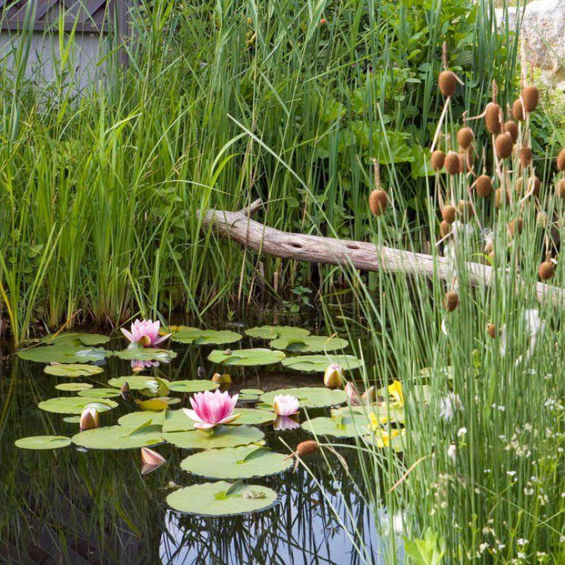 РОГІЗ МІНІАТЮРНИЙ MINIMA (дорослий кущ в сітчастому горщику)