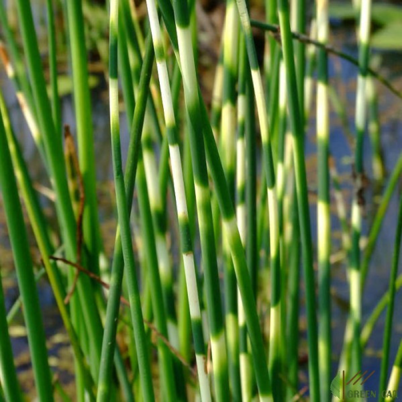 ОЧЕРЕТ ОЗЕРНИЙ СМУГАСТИЙ ЗЕБРИНА (дорослий кущ у технологічному горщику)