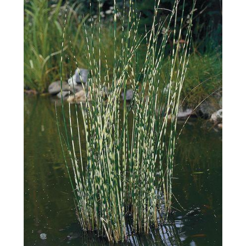 ОЧЕРЕТ ОЗЕРНИЙ СМУГАСТИЙ ЗЕБРІНА (дорослий кущ у сітчастому горщику)