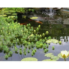 УРУТЬ ХВІСТНИКОВА, ПЕРИСТОЛИСТНИК (доросла рослина в технологічному горщику)